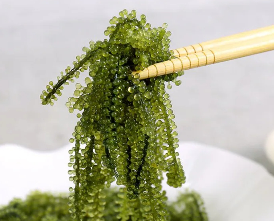 지속 가능한 어업 중 바다 포도 앰플이 지속 가능한 어업에 미치는 긍정적인 영향