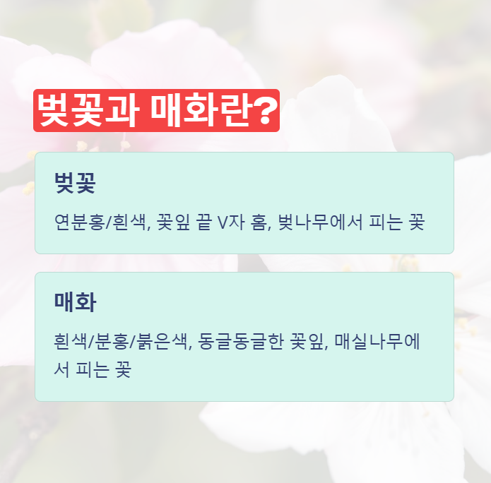 벚꽃과 매화