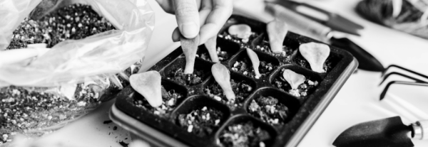 삽목 하는 방법 ④ 적정 온도