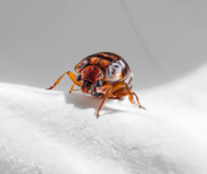 세스코/출처:세스코 공식 홈페이지