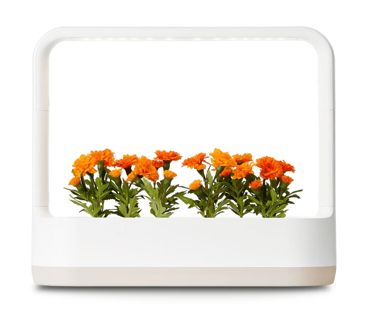 LG 우승기념 할인