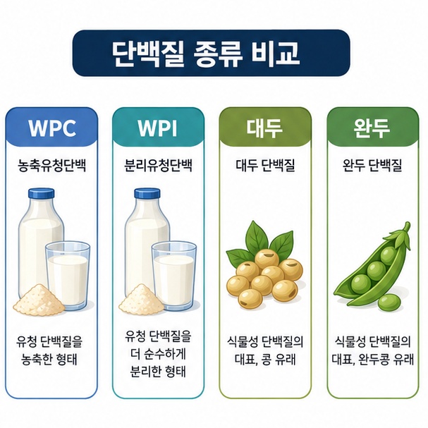 WPC와 WPI, 대두단백질, 완두단백질의 원료 차이를 비교해 보여주는 그림