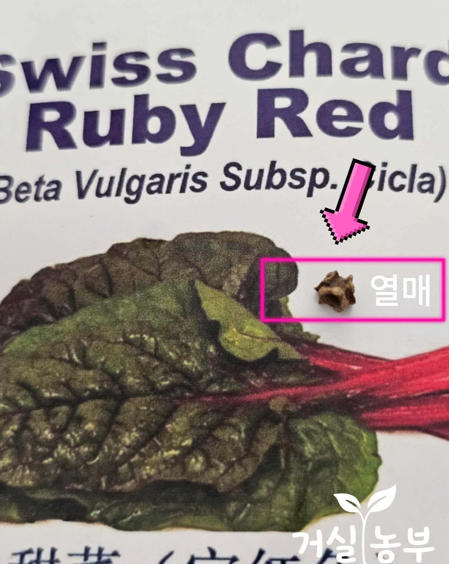 처음에는 씨앗 한 알이라고 생각했던 근대
