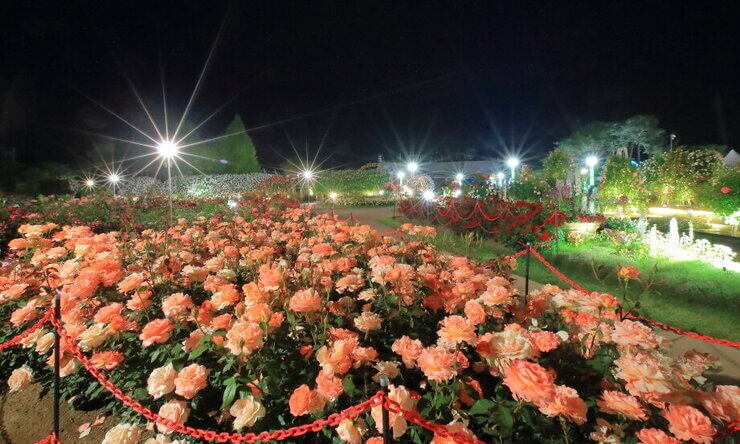 곡성 장미축제 야간개장