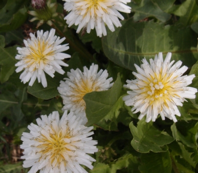 민들레 효능, 부작용, 복용법