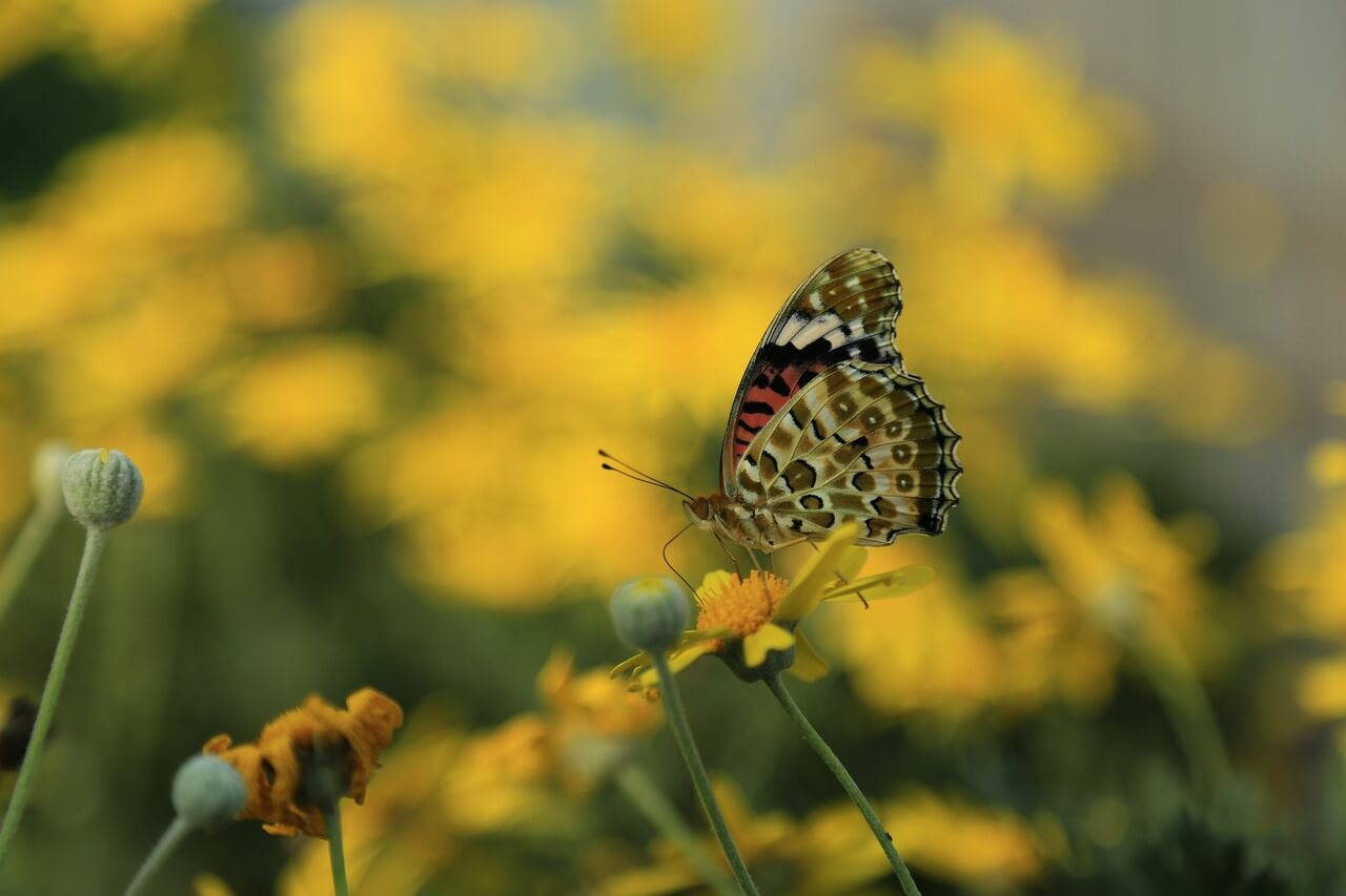 청원생명축제 기간 주차장 입장료 반려동물