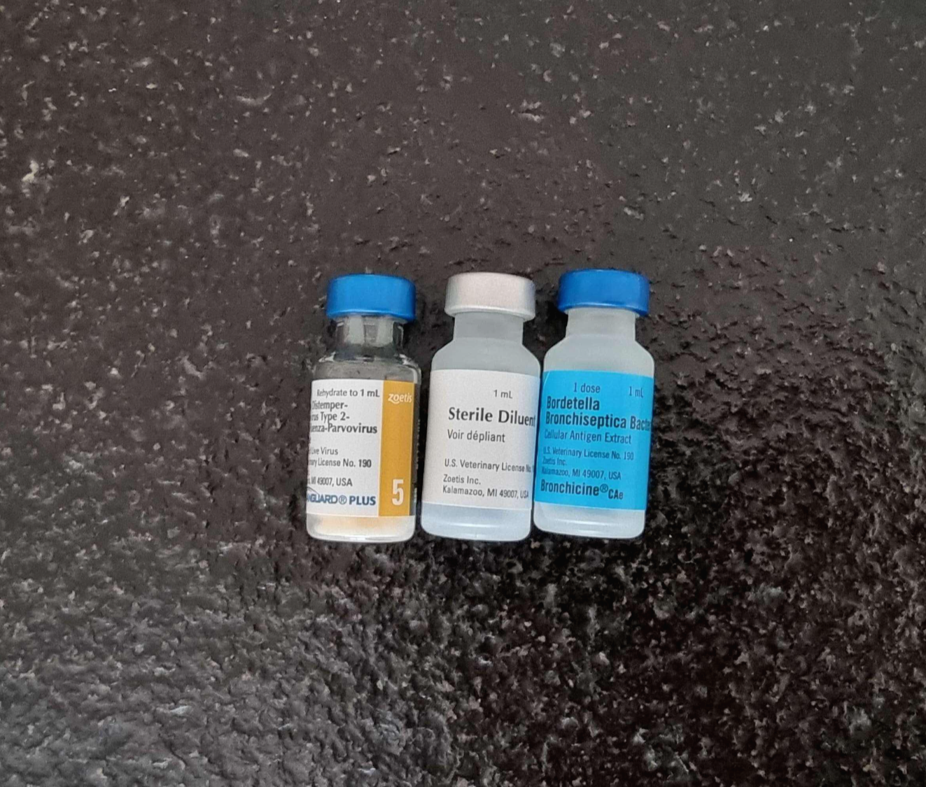 강아지 예방접종 종합백신과 켄넬코프