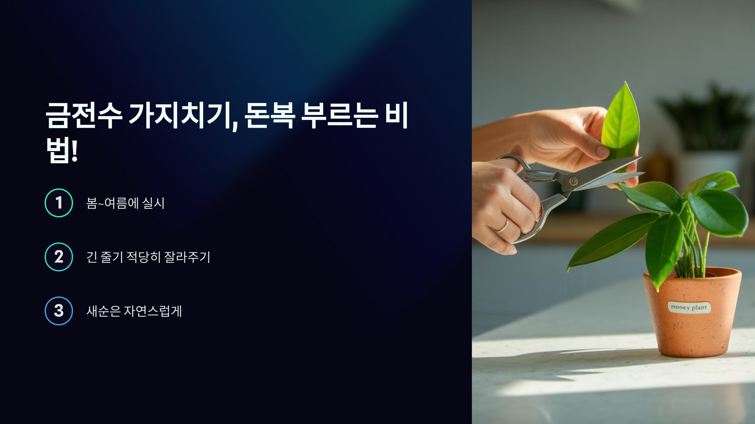 금전수 가지치기, 돈복 부르는 비법!