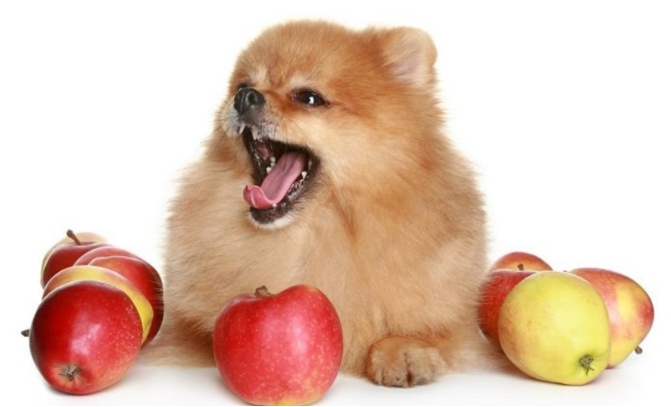 강아지가 먹어도 되는 과일