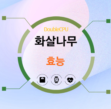 화살나무 효능 탐구