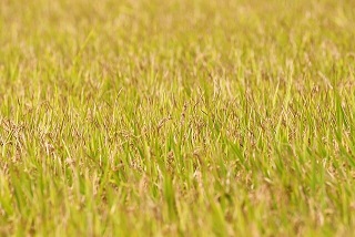 추석 지원금 명절 위로금