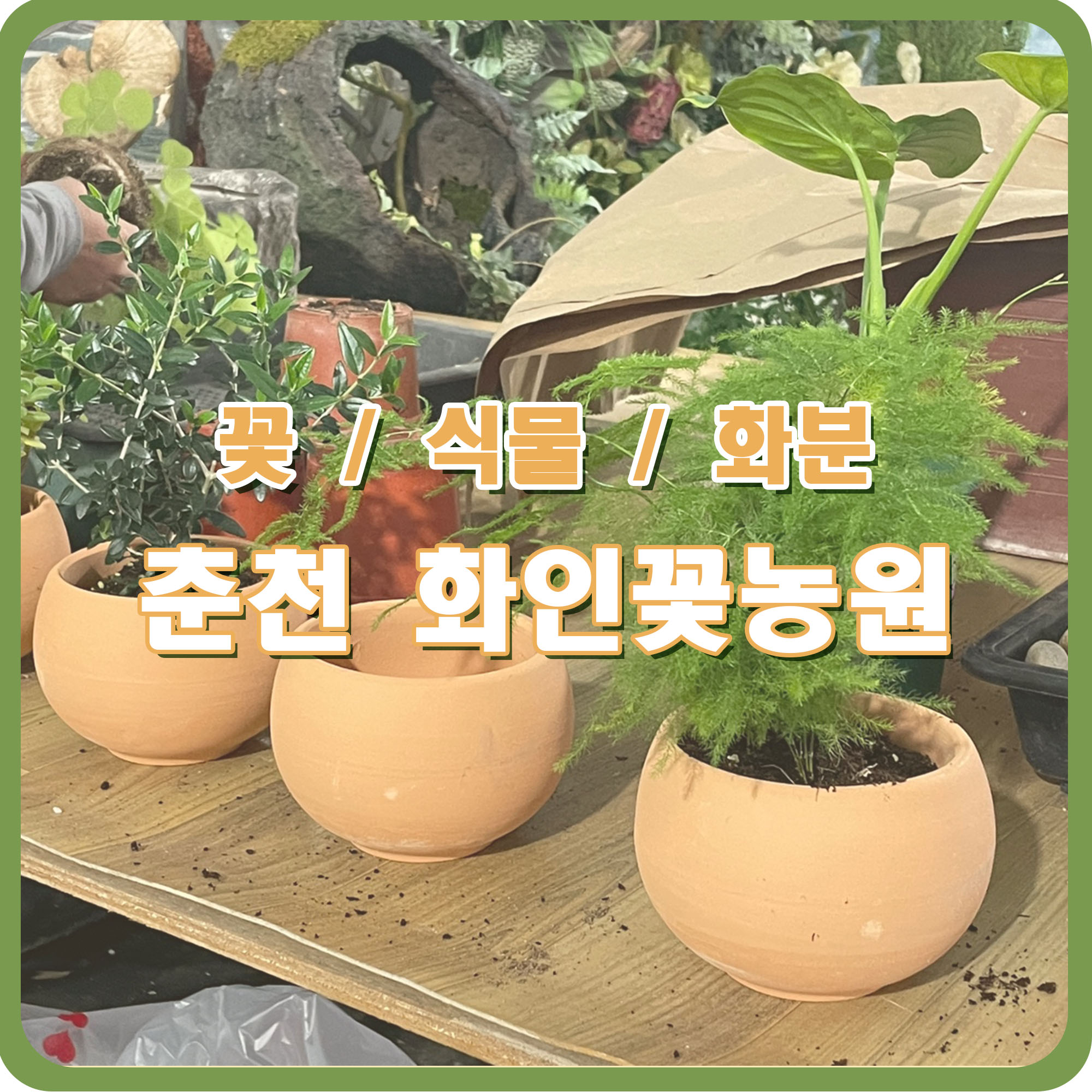 춘천 꽃집 꽃 식물 도소매