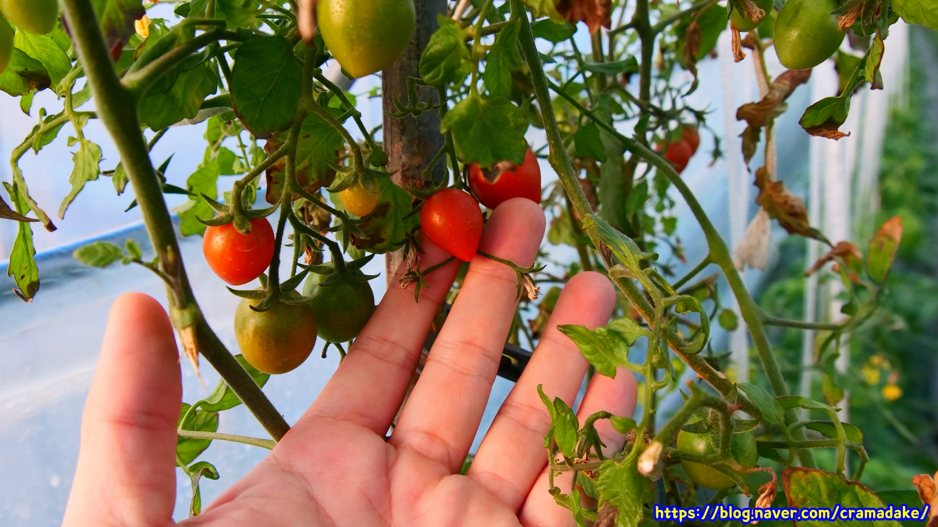 #토마토
#두쫀쿠
#토마토기르기
#토마토농장
#토마토성장
#토마토지지대작업
#토마토줄기작업
#토마토유인작업