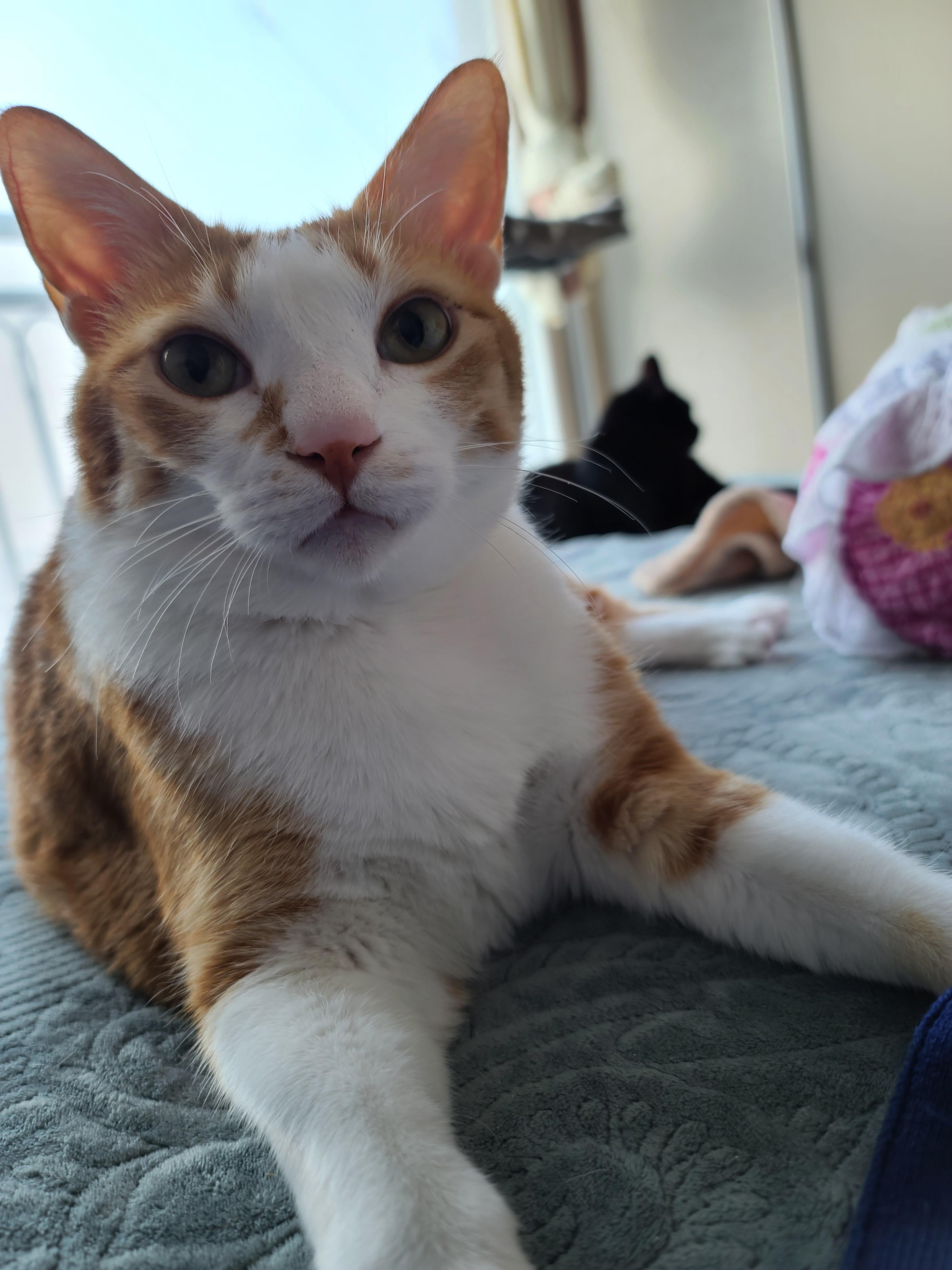 폭풍꾹꾹이하는 귀여운 치즈냥이 호야