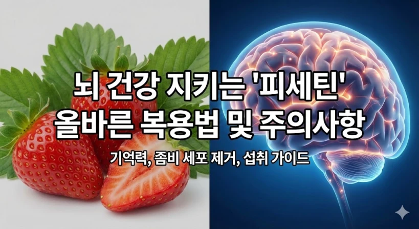 딸기와 뇌 일러스트가 결합된 이미지 위에 '뇌 건강 지키는 피세틴, 올바른 복용법 및 주의사항'이라는 텍스트가 명확하게 적힌 블로그 썸네일입니다.