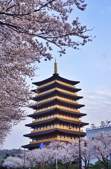 벚꽃 개화 시기