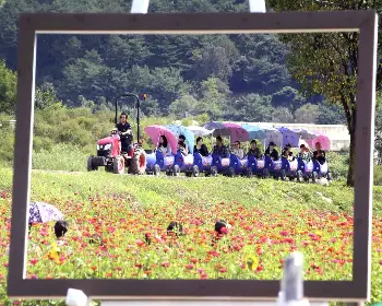 평창 백일홍 축제_35