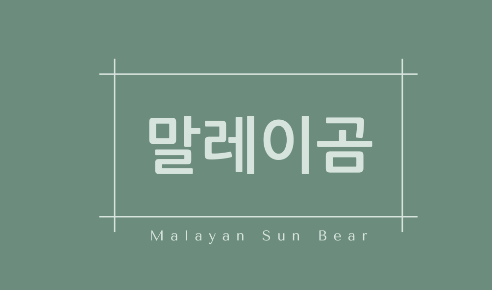 말레이곰(Malayan Sun Bear)