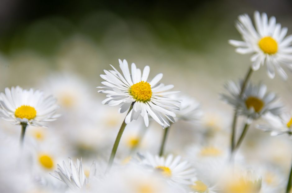 A vibrant close-up of white and yellow daisies blooming in the sun, showcasing natural beauty.
