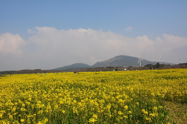 봄 꽃 축제 관련 사진