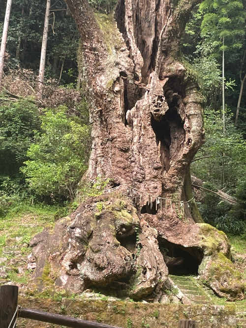 녹나무