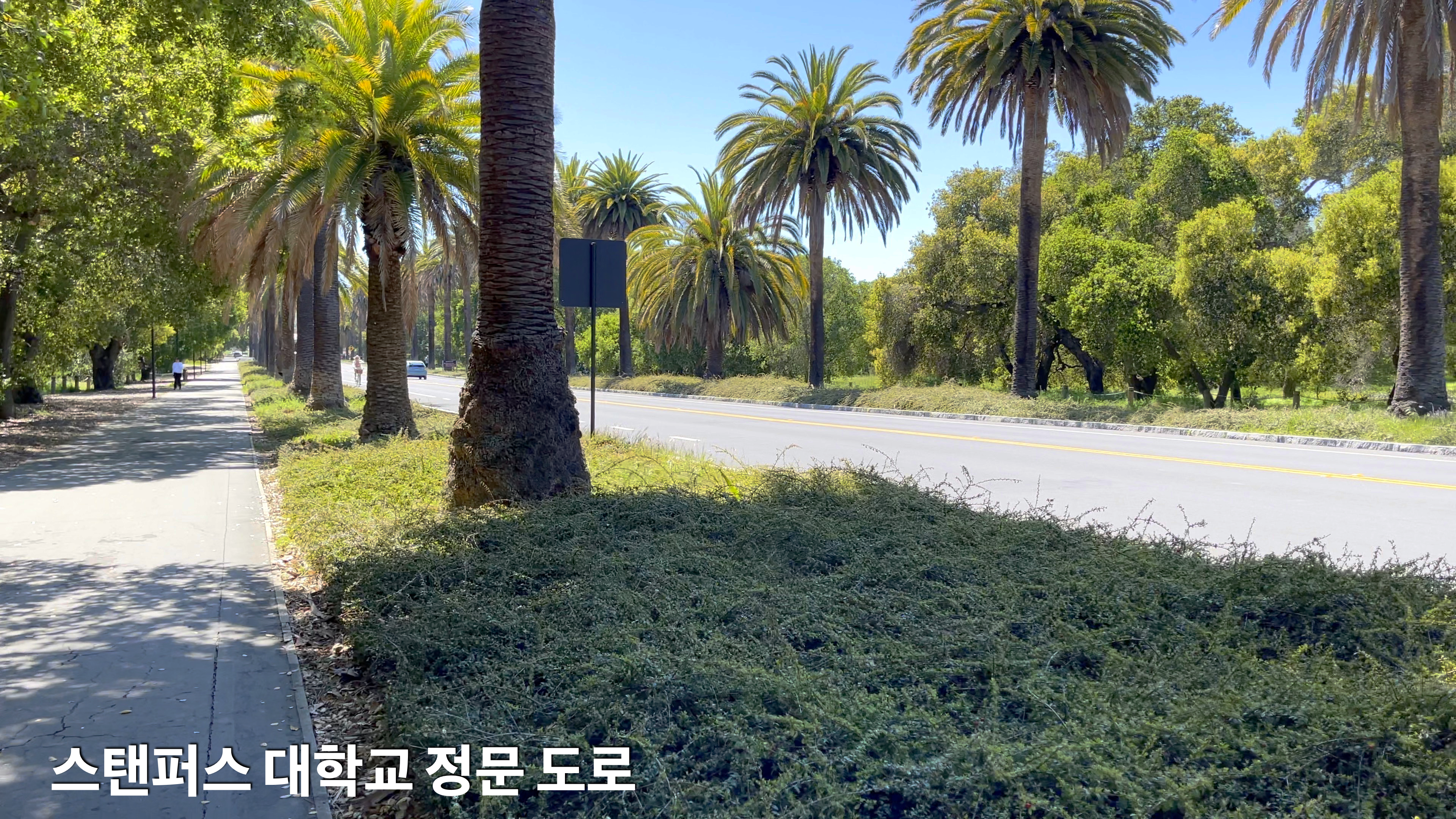 스탠퍼드 대학교 정문을 들어서면 길게 뻗은 도로주변에 야자수 나무들이 이쁘게 심어져 있다.