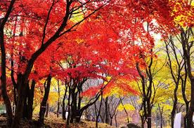 지역별 유명산 단풍 절정