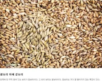 겉보리와 쌀보리의 차이와 가격 비교_2