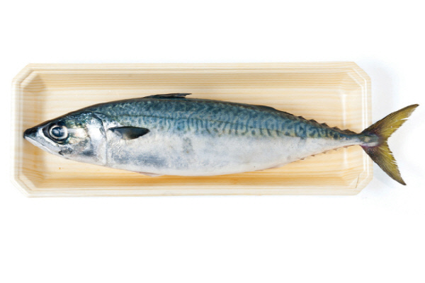 삼치의 효능 및 부작용