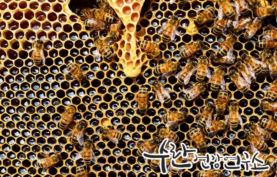 프로폴리스 필름형 원액10