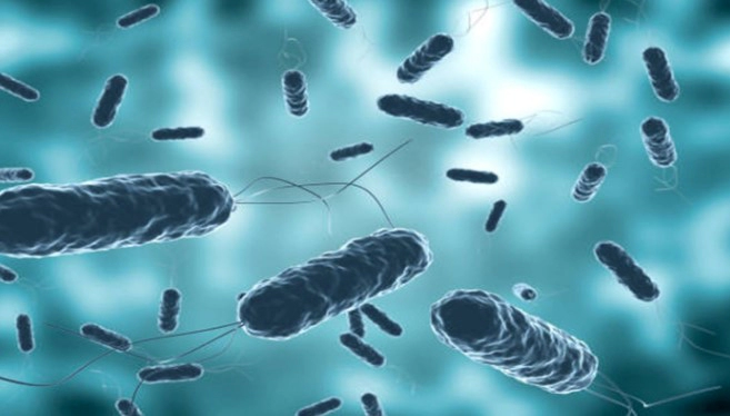 비브리오 패혈증 잠복기 치사율