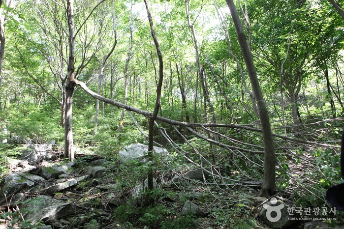 국립 운장산자연휴양림 예약