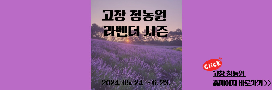 고창 청농원 라벤더시즌