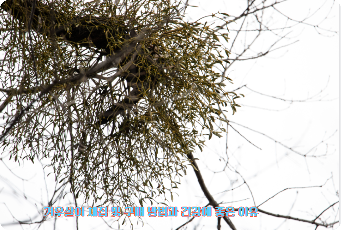 겨우살이 채집 및 구매 방법과 건강에 좋은 이유