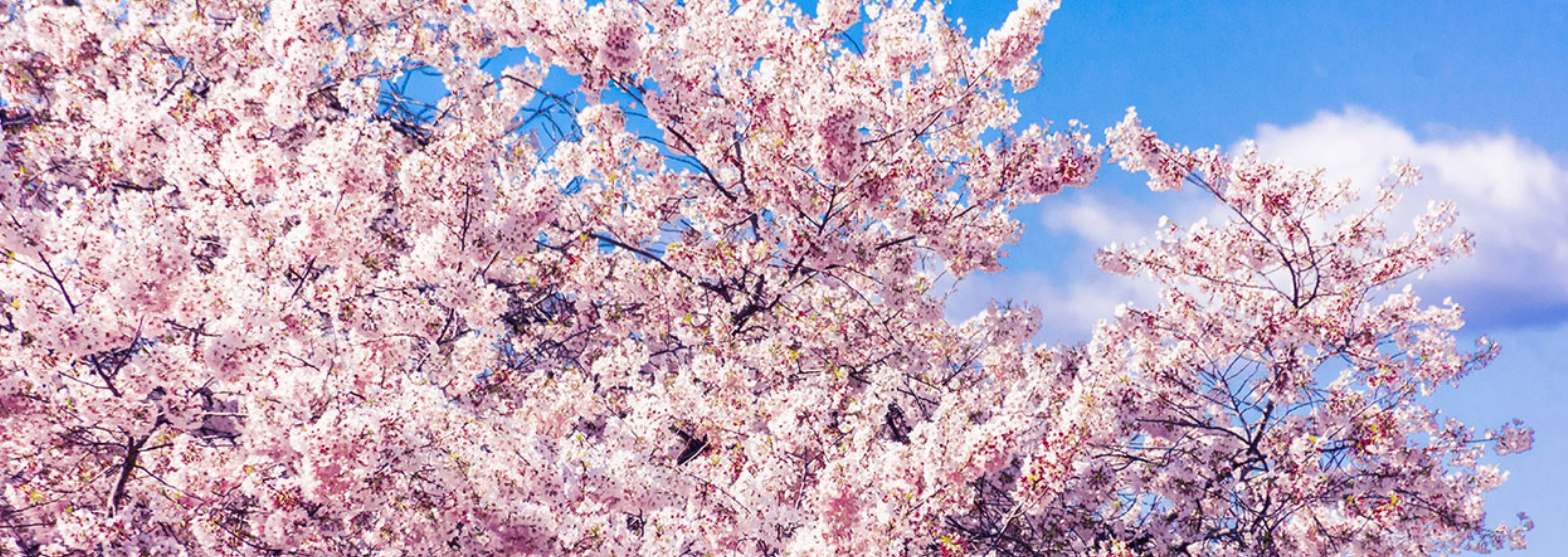 2025 진해 군항제 일정, 주차, 맛집 총정리