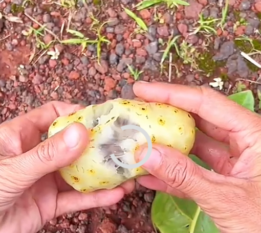 노니 효능 부작용