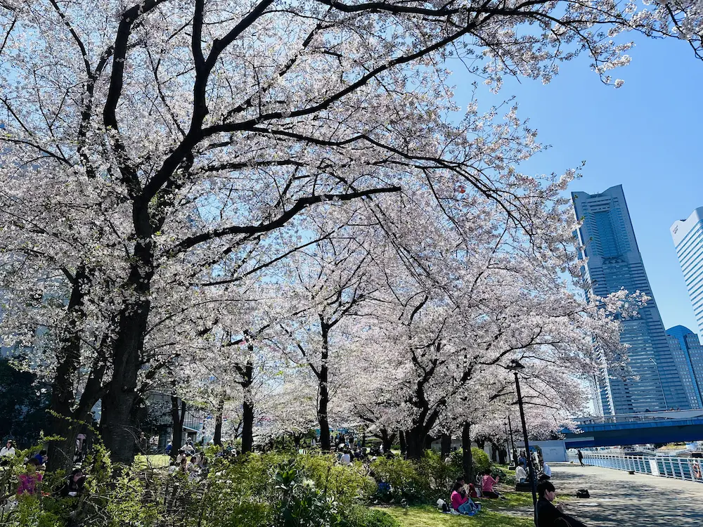 요코하마 미나토미라이 지구의 초고층 빌딩 랜드마크타워와 주변 도로변에 줄지어 풍성하게 피어난 소메이요시노 벚꽃길