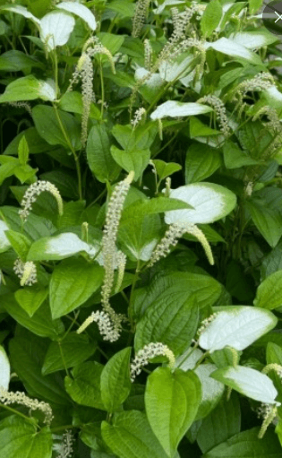 삼백초 효능 활용법