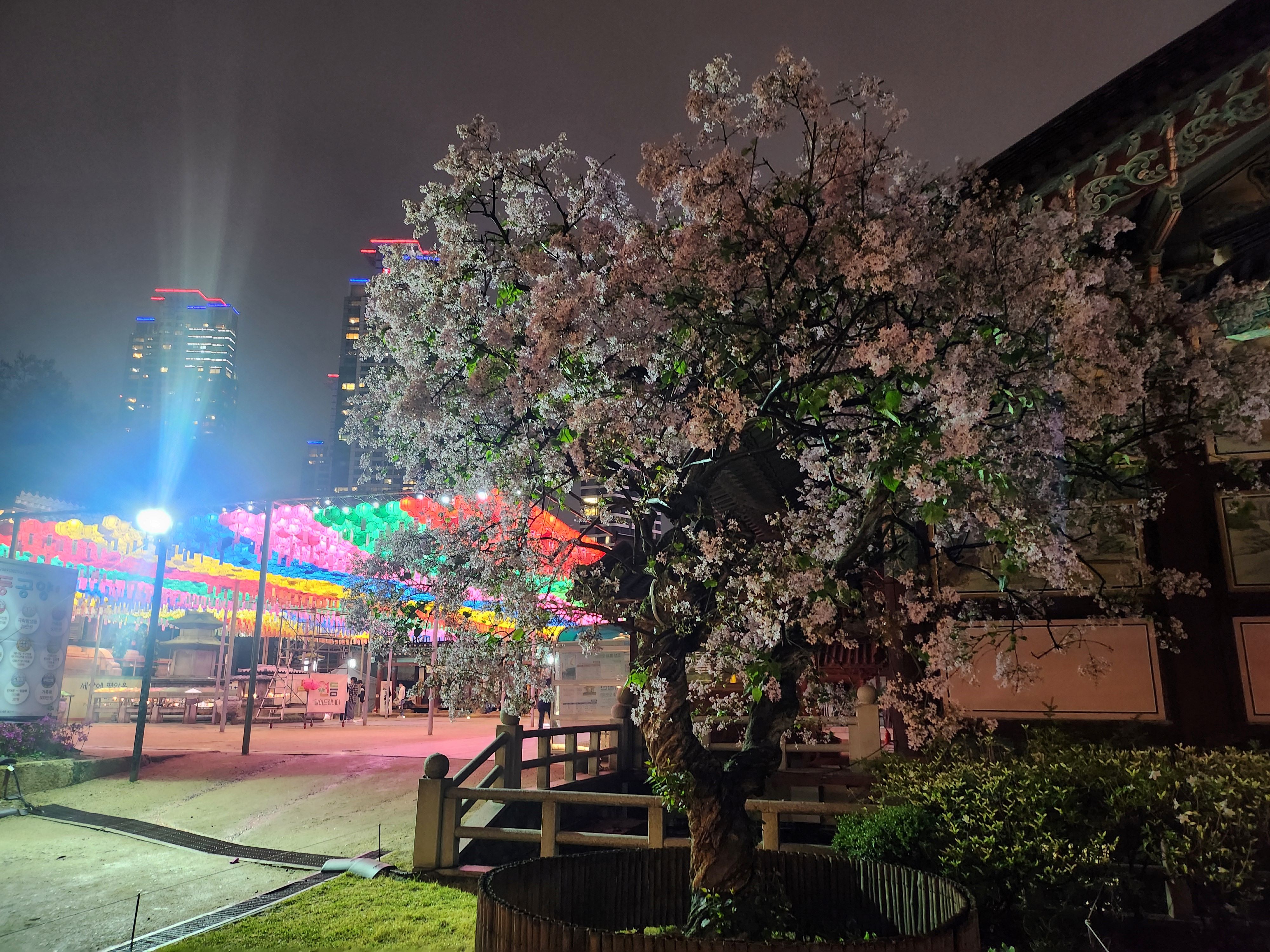 2025. 4. 19. 봉은사 연등제 야경 산책 후기 (겹벚꽃, 라일락, 홍매화 개화상황 포함)