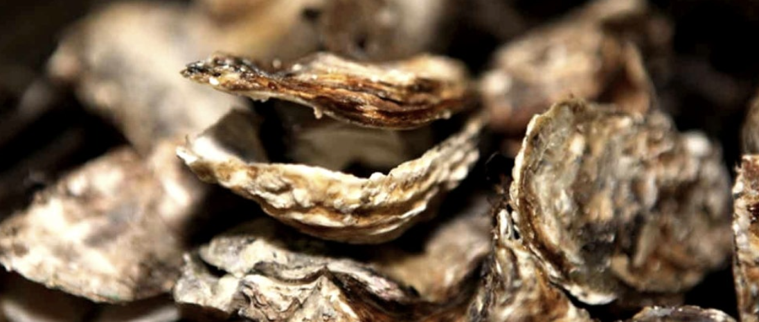 보령 굴찜, 천북 굴단지, 보령 여행의 매력