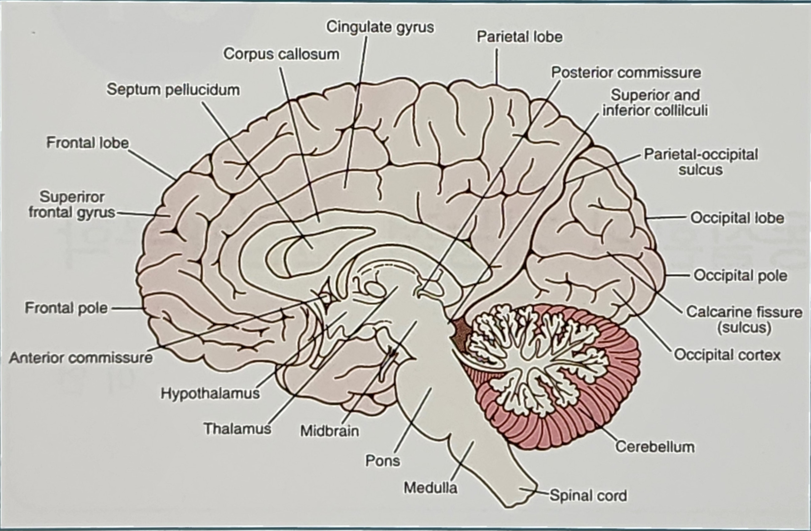 이상운동질환과 관련한 신경해부학