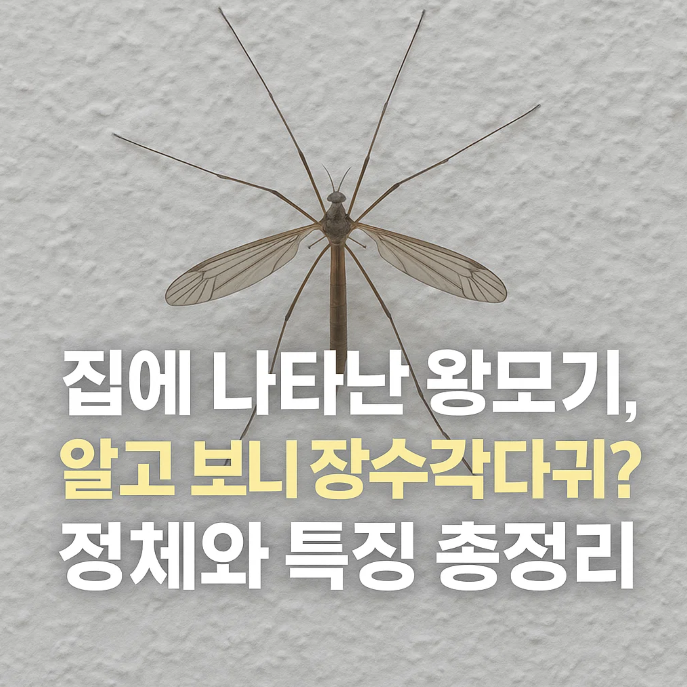 집에 나타난 왕모기, 알고 보니 장수각다귀? 정체와 특징 총정리