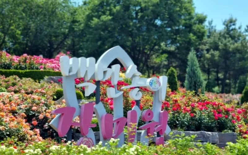 부천 백만송이 장미축제_1