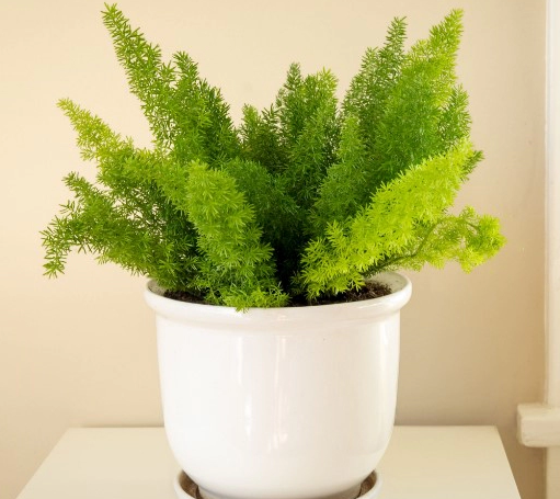 아스파라거스 키우기 모종 화분 재배방법 및 수확 모종 팁 총정리