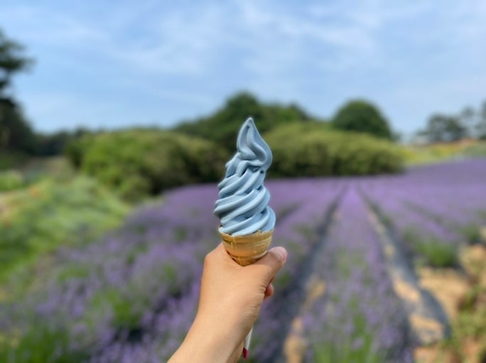 고창 청농원 라벤더 축제