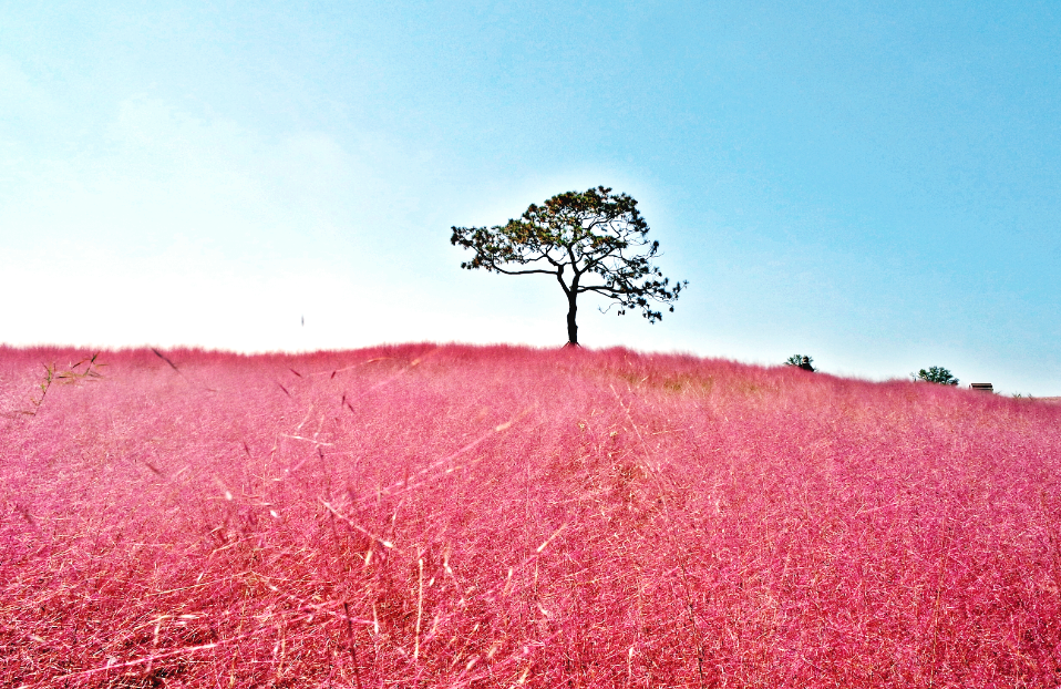 팜랜드 핑크뮬리 & 코스모스