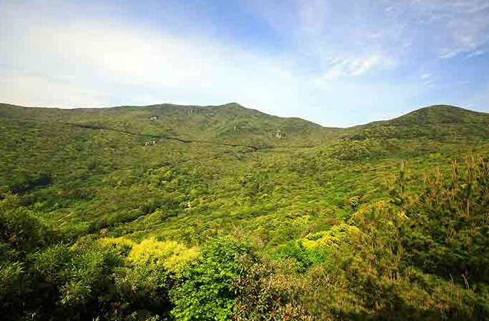 완도수목원 난대림