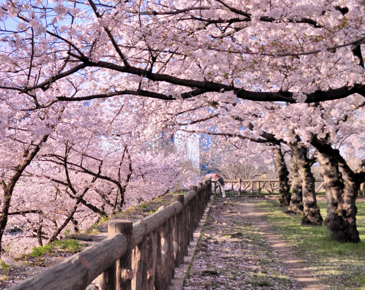 전국 벚꽃 개화&amp;#44; 만개 시기&amp;#44; 명소&amp;#44; 축제 이미지
