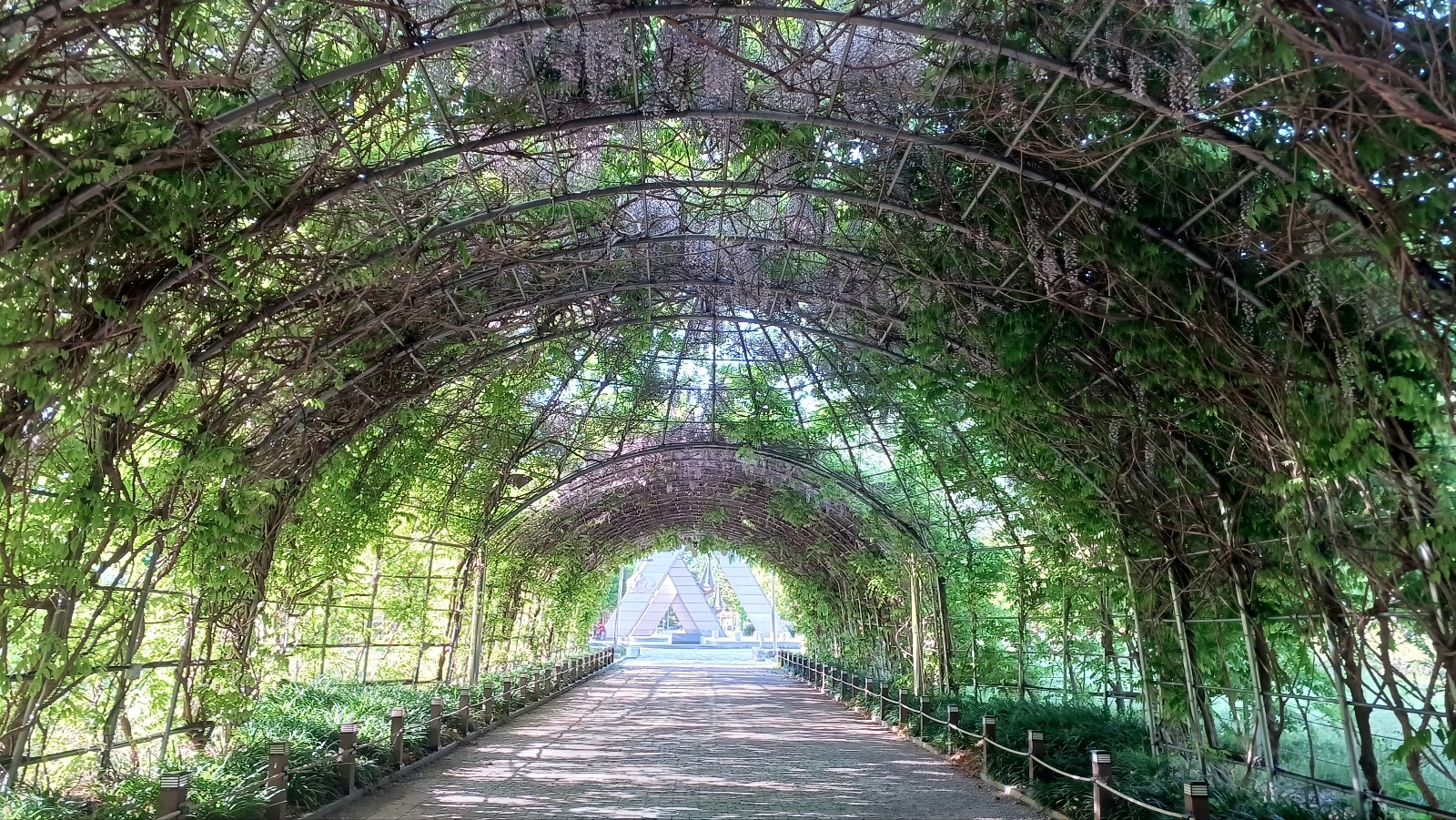 밀양댐 생태공원 등나무꽃