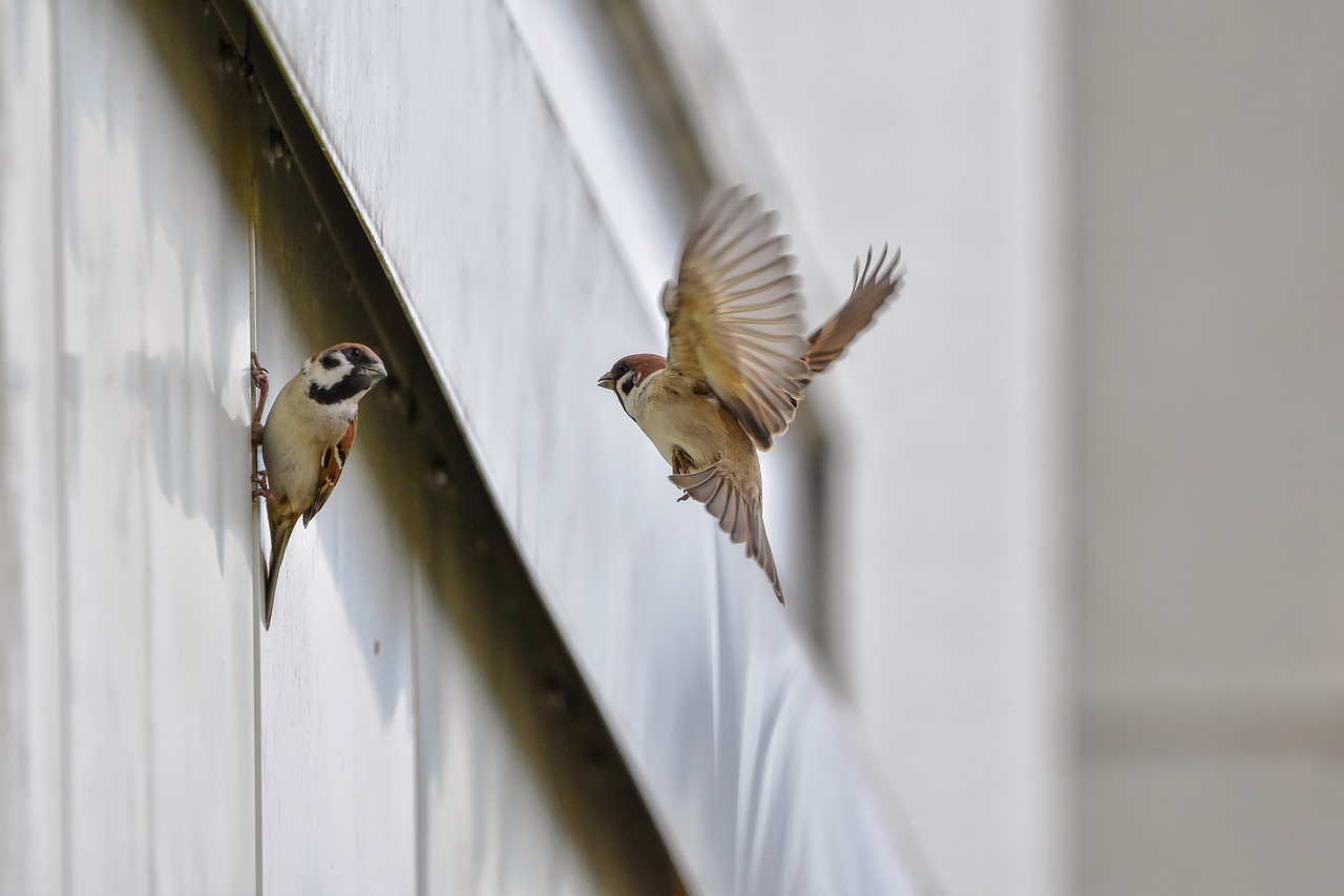 참새꿈-참새꿈해몽-참새꿈풀이